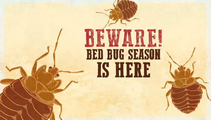 bed bug season